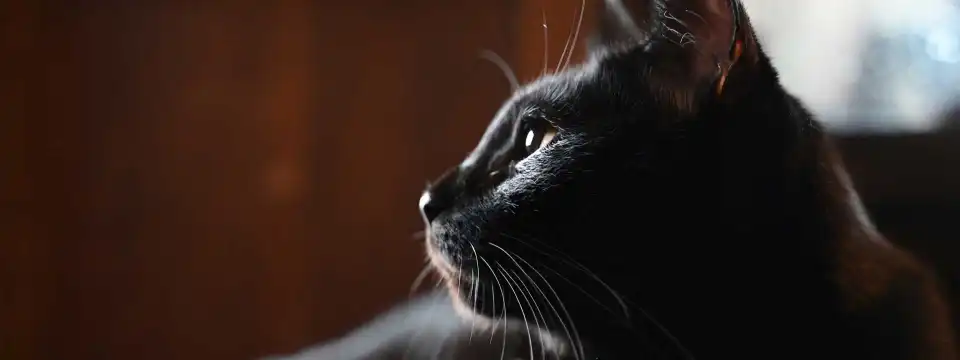 NIKKOR Z 28-75mm f/2.8